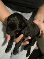 Violet , a female Double Doodle for sale in Jacksonville, FL – 2 of 6