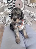 Wallen, a male Bernedoodle for sale in Franklin, GA – 1 of 5