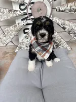Aldean, a male Bernedoodle for sale in Franklin, GA – 3 of 4