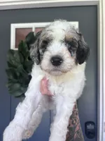 Cash, a male Bernedoodle for sale in Franklin, GA – 6 of 6