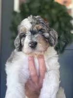 Langley, a female Bernedoodle for sale in Franklin, GA – 3 of 5