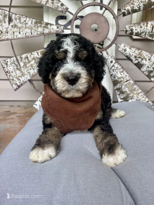 Stapleton – Bernedoodle puppy for sale in Franklin, GA