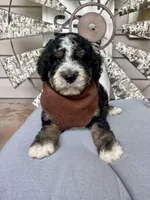 Stapleton, a male Bernedoodle for sale in Franklin, GA – 1 of 5