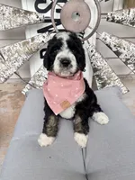 Moroney, a female Bernedoodle for sale in Franklin, GA – 4 of 4