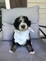 Stapleton, a male Bernedoodle for sale in Franklin, GA – 3 of 5