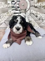 Stapleton, a male Bernedoodle for sale in Franklin, GA – 2 of 5