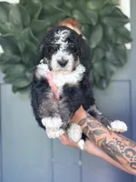 Stapleton, a male Bernedoodle for sale in Franklin, GA – 5 of 5