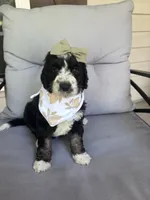Moroney, a female Bernedoodle for sale in Franklin, GA – 3 of 4