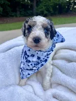Cash, a male Bernedoodle for sale in Franklin, GA – 2 of 6