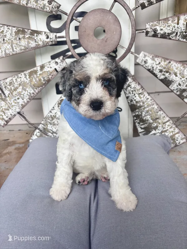 Cash – Bernedoodle puppy for sale in Franklin, GA