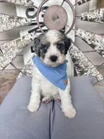 Cash, a male Bernedoodle for sale in Franklin, GA – 1 of 6