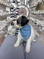 Cash, a male Bernedoodle for sale in Franklin, GA – 3 of 6
