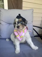 Langley, a female Bernedoodle for sale in Franklin, GA – 2 of 5