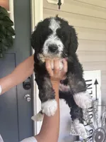 Moroney, a female Bernedoodle for sale in Franklin, GA – 2 of 4