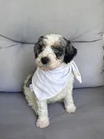 Cash, a male Bernedoodle for sale in Franklin, GA – 4 of 6