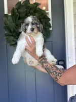 Langley, a female Bernedoodle for sale in Franklin, GA – 4 of 5
