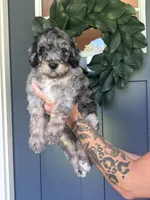 Wallen, a male Bernedoodle for sale in Franklin, GA – 2 of 5