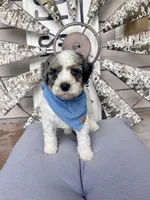 Cash, a male Bernedoodle for sale in Franklin, GA – 5 of 6