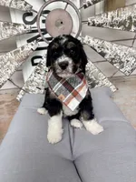 Aldean, a male Bernedoodle for sale in Franklin, GA – 2 of 4