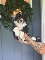 Aldean, a male Bernedoodle for sale in Franklin, GA – 4 of 4