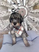 Wallen, a male Bernedoodle for sale in Franklin, GA – 4 of 5