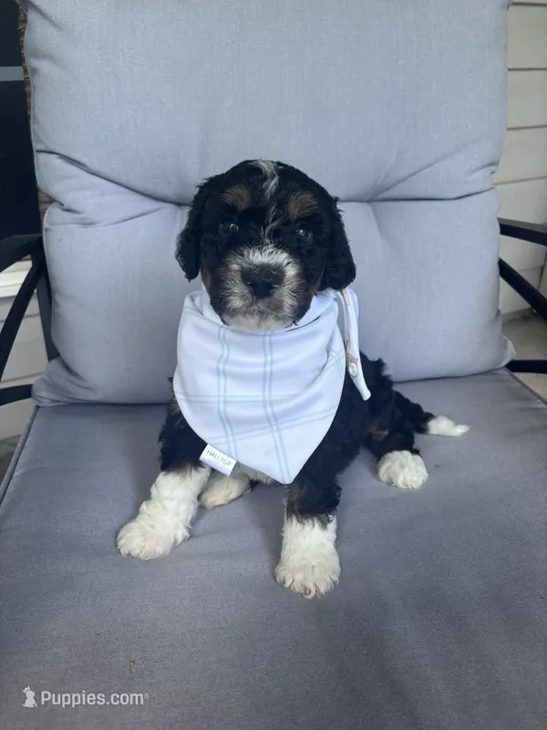 Aldean – Bernedoodle puppy for sale in Franklin, GA
