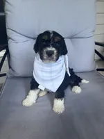 Aldean, a male Bernedoodle for sale in Franklin, GA – 1 of 4