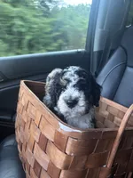 Stapleton, a male Bernedoodle for sale in Franklin, GA – 4 of 5