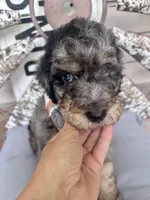 Wallen, a male Bernedoodle for sale in Franklin, GA – 5 of 5