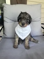 Wallen, a male Bernedoodle for sale in Franklin, GA – 3 of 5