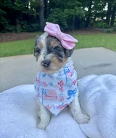 Langley, a female Bernedoodle for sale in Franklin, GA – 5 of 5