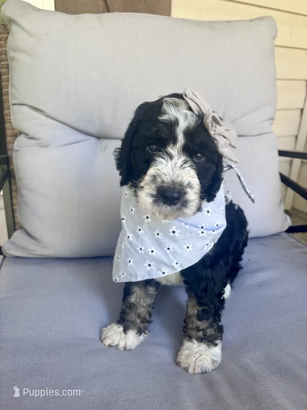Moroney – Bernedoodle puppy for sale in Franklin, GA