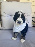 Moroney, a female Bernedoodle for sale in Franklin, GA – 1 of 4