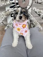 Langley, a female Bernedoodle for sale in Franklin, GA – 1 of 5