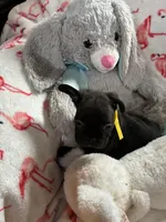 Ace , a male French Bulldog for sale in Benson, AZ – 2 of 4