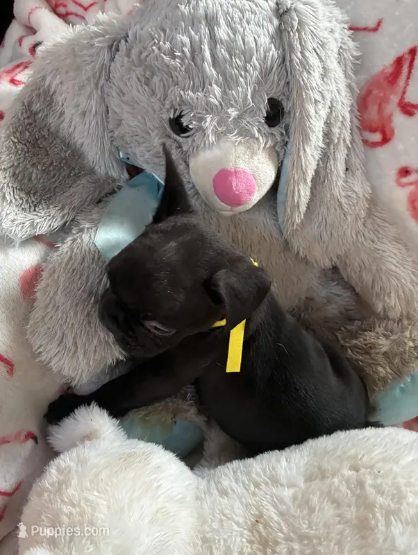 Ace  – French Bulldog puppy for sale in Benson, AZ