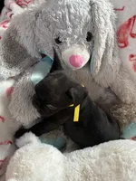 Ace , a male French Bulldog for sale in Benson, AZ – 1 of 4
