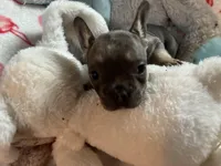 Puff, a female French Bulldog for sale in Benson, AZ – 2 of 4