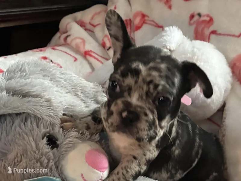Daisy  – French Bulldog puppy for sale in Benson, AZ