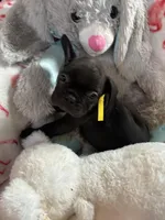 Ace , a male French Bulldog for sale in Benson, AZ – 4 of 4