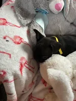 Ace , a male French Bulldog for sale in Benson, AZ – 3 of 4