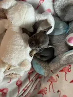 Puff, a female French Bulldog for sale in Benson, AZ – 3 of 4