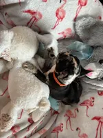 Davey , a male French Bulldog for sale in Benson, AZ – 1 of 4