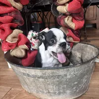 Casey, a female Frenchton for sale in Benson, AZ – Photo 4 of 4