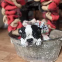 Casey, a female Frenchton for sale in Benson, AZ – Photo 3 of 4