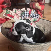 Casey, a female Frenchton for sale in Benson, AZ – Photo 2 of 4