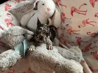 Daisy , a female French Bulldog for sale in Benson, AZ – 4 of 4