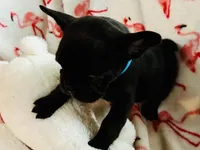 Mae, a female French Bulldog for sale in Benson, AZ – 2 of 3