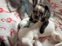 Whitey, a male French Bulldog for sale in Benson, AZ – 3 of 4