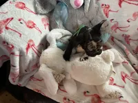 Sammy , a male French Bulldog for sale in Benson, AZ – 1 of 3
